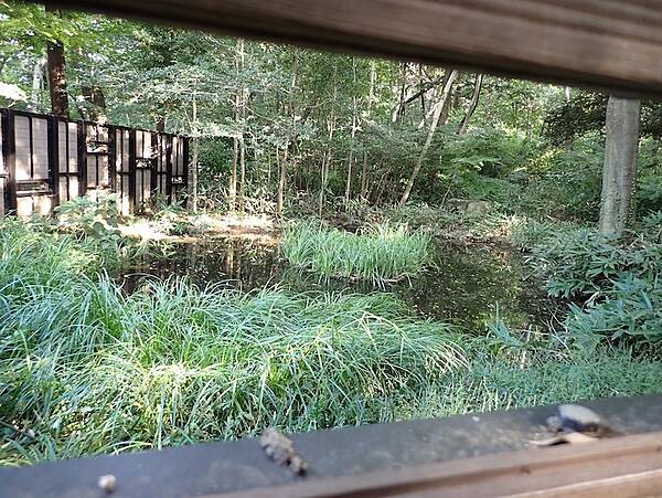 観察窓から小鳥の森を覗く